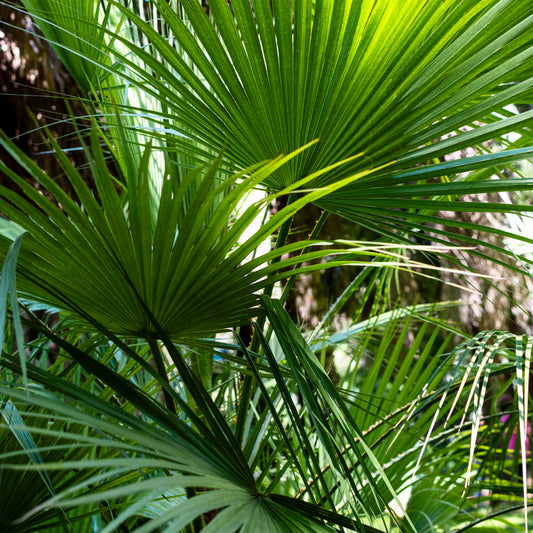 SAW PALMETTO